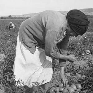 Mexican migrant woman harvesting tomatoes by Dorothea Lange - Art Print