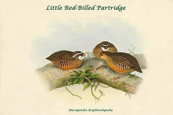 Microperdix Erythrorhyncha - Little Red-Billed Partridge by John Gould - Art Print