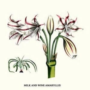 Milk and Wine Amaryllis by Louis Benoit Van Houtte - Art Print