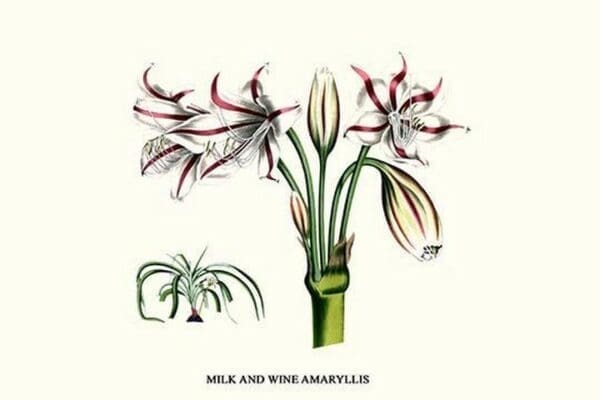 Milk and Wine Amaryllis by Louis Benoit Van Houtte - Art Print