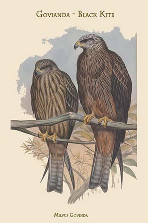 Milvus Govinda - Govianda - Black Kite by John Gould - Art Print