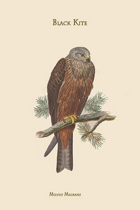 Milvus Migrans Black Kite by John Gould - Art Print