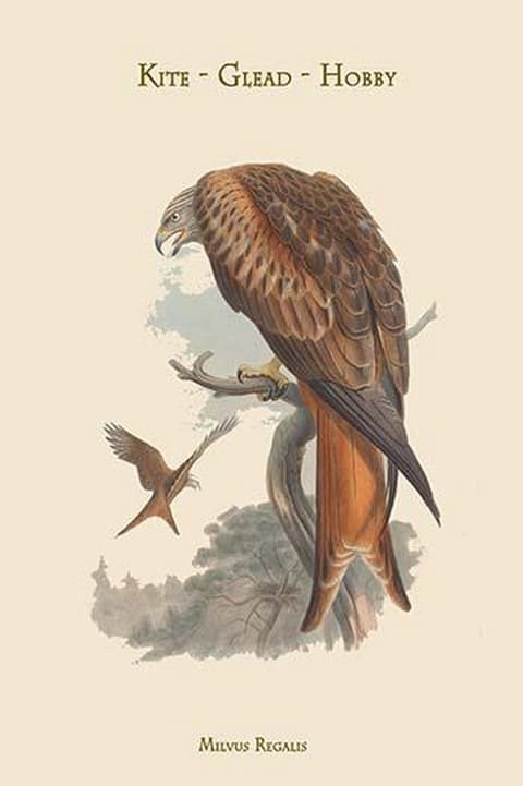 Milvus Regalis - Kite - Glead - Hobby by John Gould - Art Print