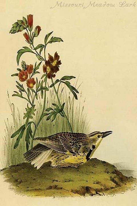 Missouri Meadow Lark by John James Audubon - Art Print