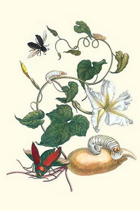 Moonflower with Giant Metallic Ceiba Borer & a Horned Passalus Beetle by Maria Sibylla Merian - Art Print