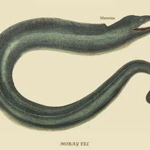 Moray Eel by Mark Catesby #2 - Art Print