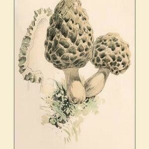 Morchella Esculenta by W. Hamilton Gibson - Art Print