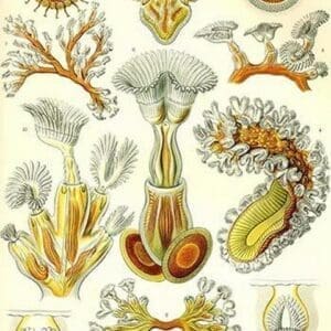 Moss animals by Ernst Haeckel #2 - Art Print