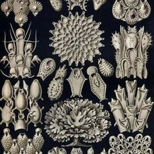 Moss animals by Ernst Haeckel - Art Print