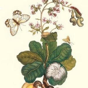 Moth on Cashew Apple by Maria Sibylla Merian - Art Print