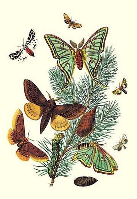 Moths: E. Pudica