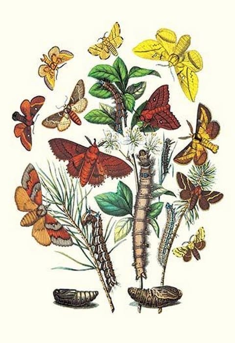 Moths: G. Quercifolia