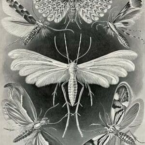 Moths -Tineida by Ernst Haeckel - Art Print