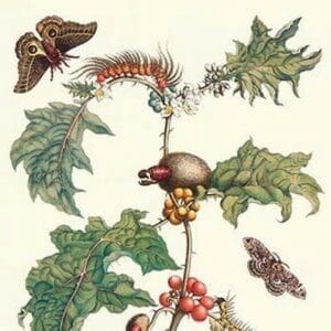 Moths & a Potato Plant by Maria Sibylla Merian - Art Print