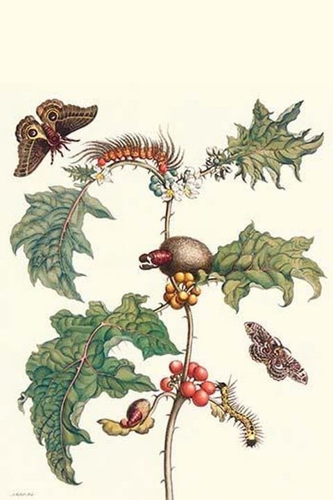 Moths & a Potato Plant by Maria Sibylla Merian - Art Print