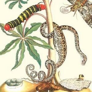 Moths & a Tree Boa by Maria Sibylla Merian - Art Print