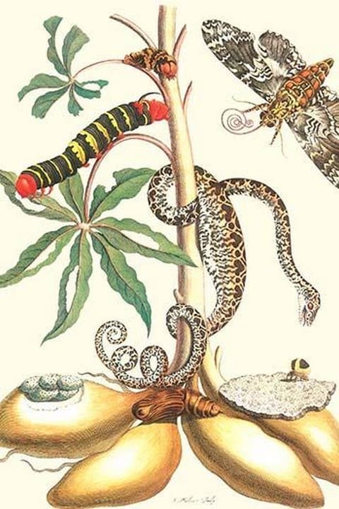 Moths & a Tree Boa by Maria Sibylla Merian - Art Print