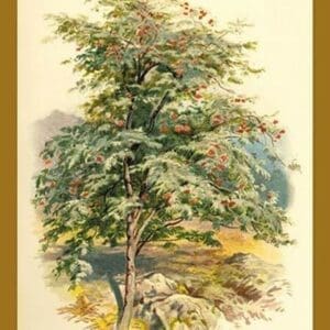 Mountain Ash by W.H.J. Boot - Art Print