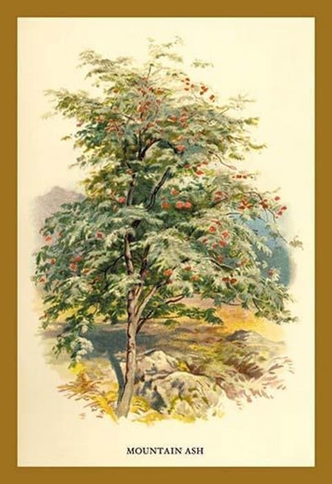 Mountain Ash by W.H.J. Boot - Art Print