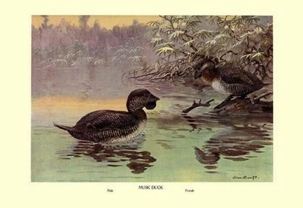 Musk Duck by Allan Brooks - Art Print