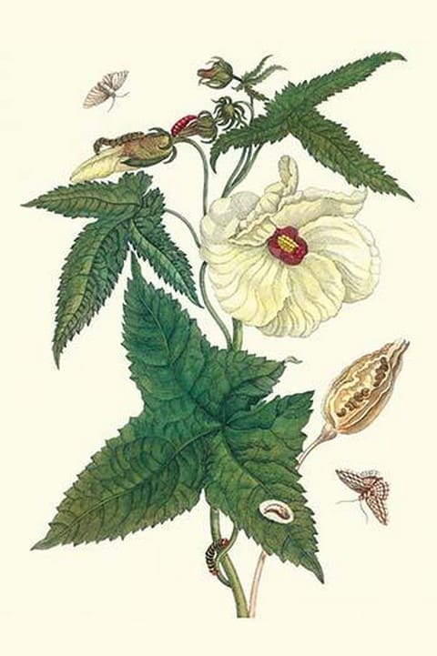 Musk Okra with Tetrio Sphinx by Maria Sibylla Merian - Art Print