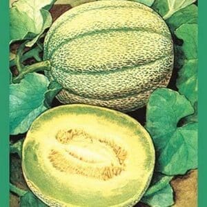 Muskmelon - Art Print