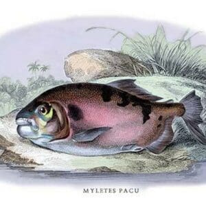 Myletes Pacu by Robert H. Schomburgk - Art Print