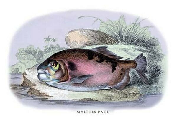 Myletes Pacu by Robert H. Schomburgk - Art Print