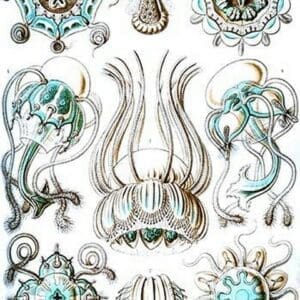 Narcomedusae by Ernst Haeckel - Art Print