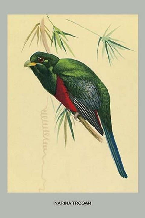 Narina Trogon by Louis Agassiz Fuertes - Art Print