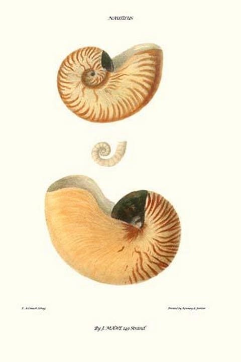 Nautilus Shell By John Mawe #2 - Art Print