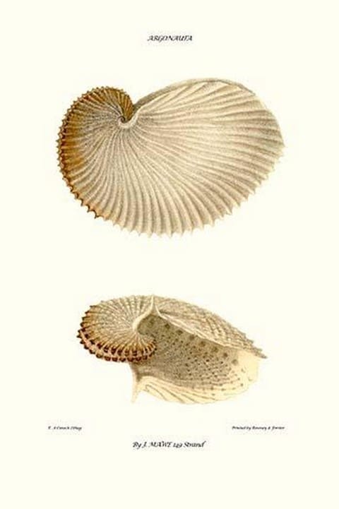 Nautilus Shell By John Mawe - Art Print