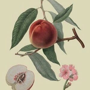 Neal's Early Purple Peach by William Hooker #2 - Art Print