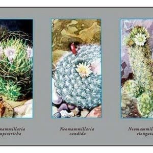 Neomammillaria Camptotricha - Art Print