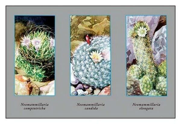 Neomammillaria Camptotricha - Art Print