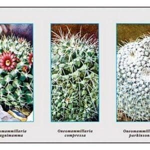 Neomammillaria Magnimamma - Art Print