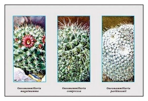 Neomammillaria Magnimamma - Art Print