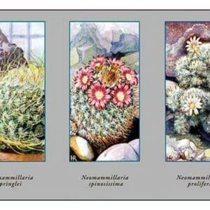 Neomammillaria Pringlei - Art Print