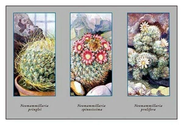 Neomammillaria Pringlei - Art Print