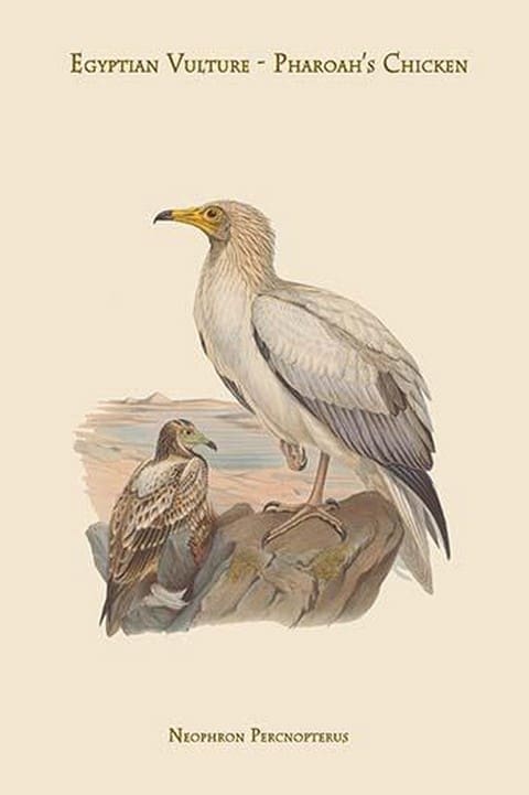 Neophron Percnopterus - Egyptian Vulture - Pharoah's Chicken - by John Gould - Art Print