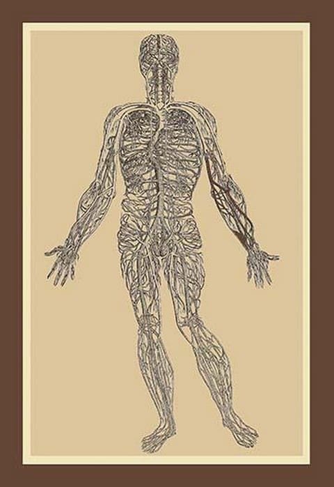 Nervous System by Andreas Vesalius - Art Print