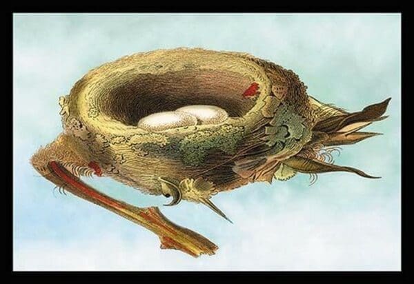 Nest with Eggs by Sir William Jardine - Art Print