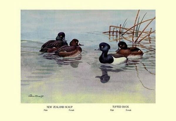 New Zealand Scaup and Tufted Ducks by Allan Brooks - Art Print