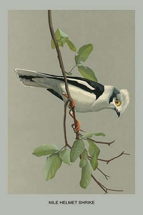 Nike Hemt Shrike by Louis Agassiz Fuertes - Art Print