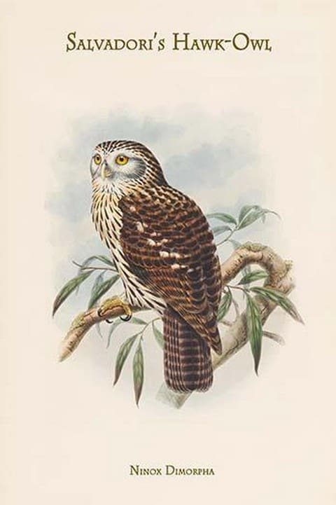 Ninox Dimorpha - Salvadori's Hawk-Owl by John Gould - Art Print