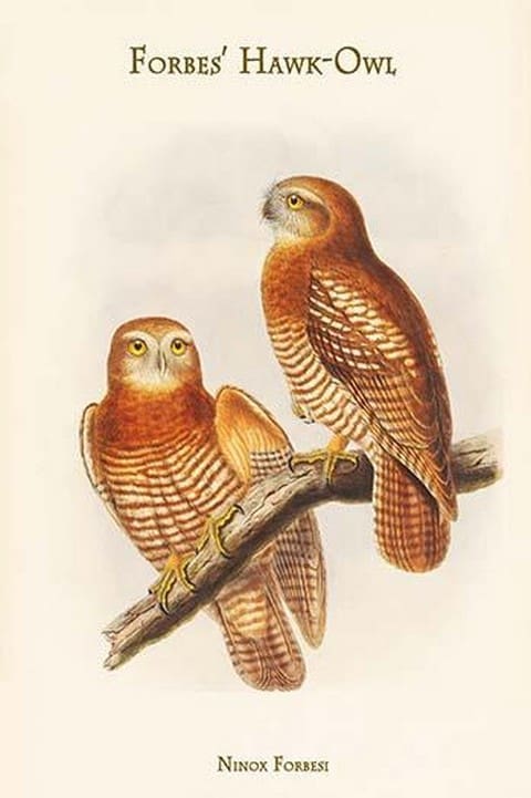 Ninox Forbesi - Forbes' Hawk-Owl by John Gould - Art Print