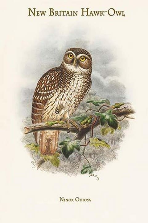 Ninox Odiosa - New Britain Hawk-Owl by John Gould - Art Print