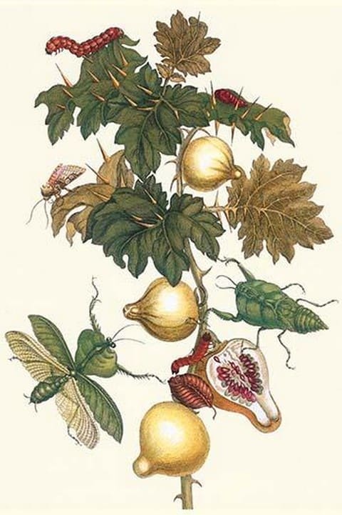 Nipple Fruit with a Leaf Mantus by Maria Sibylla Merian - Art Print