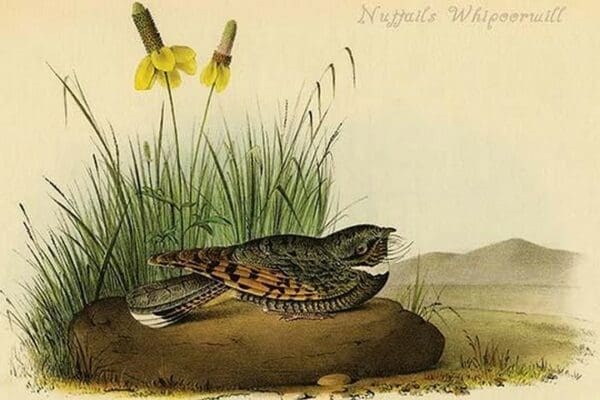 Nuttails Whipoorwill by John James Audubon - Art Print