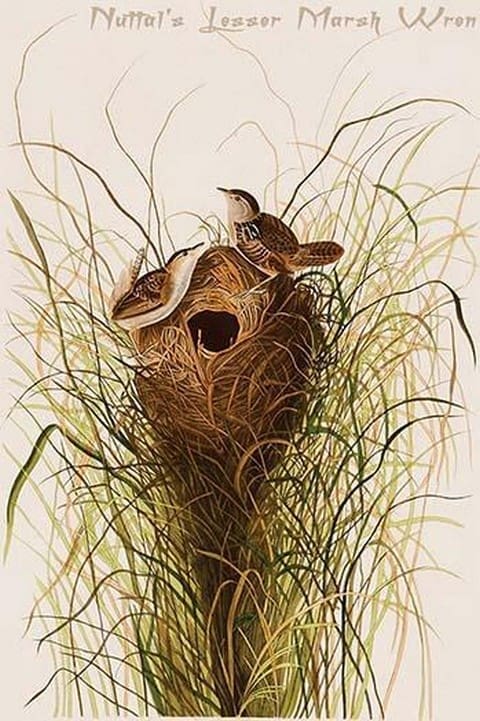 Nuttal's Lesser Marsh Wren by John James Audubon - Art Print